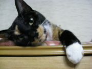 さくらと遊ぼ_b0147224_23105226.jpg