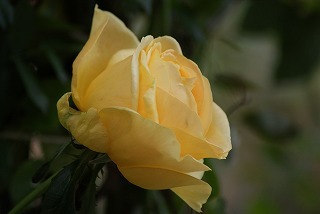 f0170524_15302551.jpg