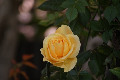 f0170524_15303259.jpg