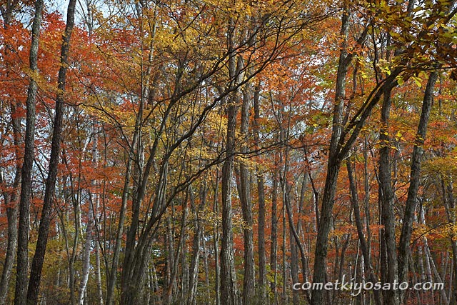 川上村と瑞牆山の紅葉_b0179231_23101712.jpg