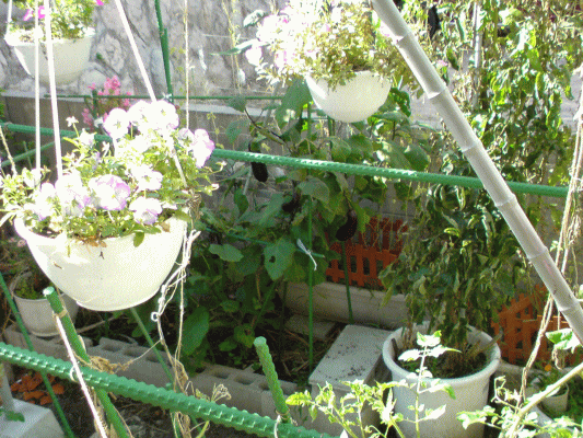 b0165233_1152478.gif