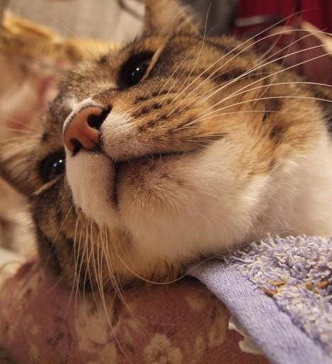 猫の体感気温_b0089338_23164431.jpg