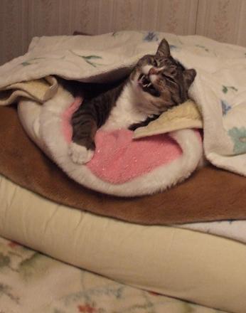 猫の体感気温_b0089338_2317543.jpg