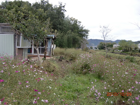 市川造園 竹藪伐採工事 並木橋物語