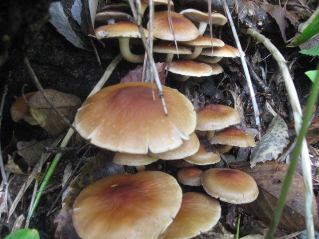 a0120264_17222225.jpg