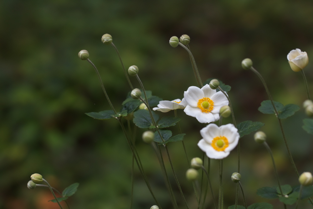 シュウメイギク（秋明菊）　目玉焼き_a0083081_1556026.jpg