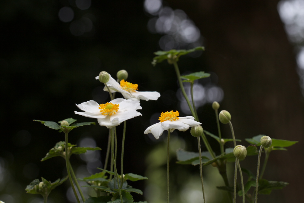 シュウメイギク（秋明菊）　目玉焼き_a0083081_15571521.jpg