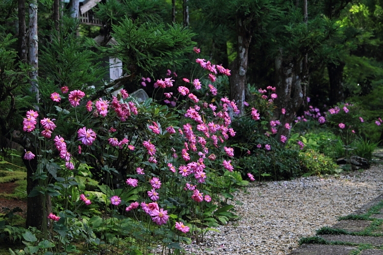 宗蓮寺_e0051888_3282872.jpg