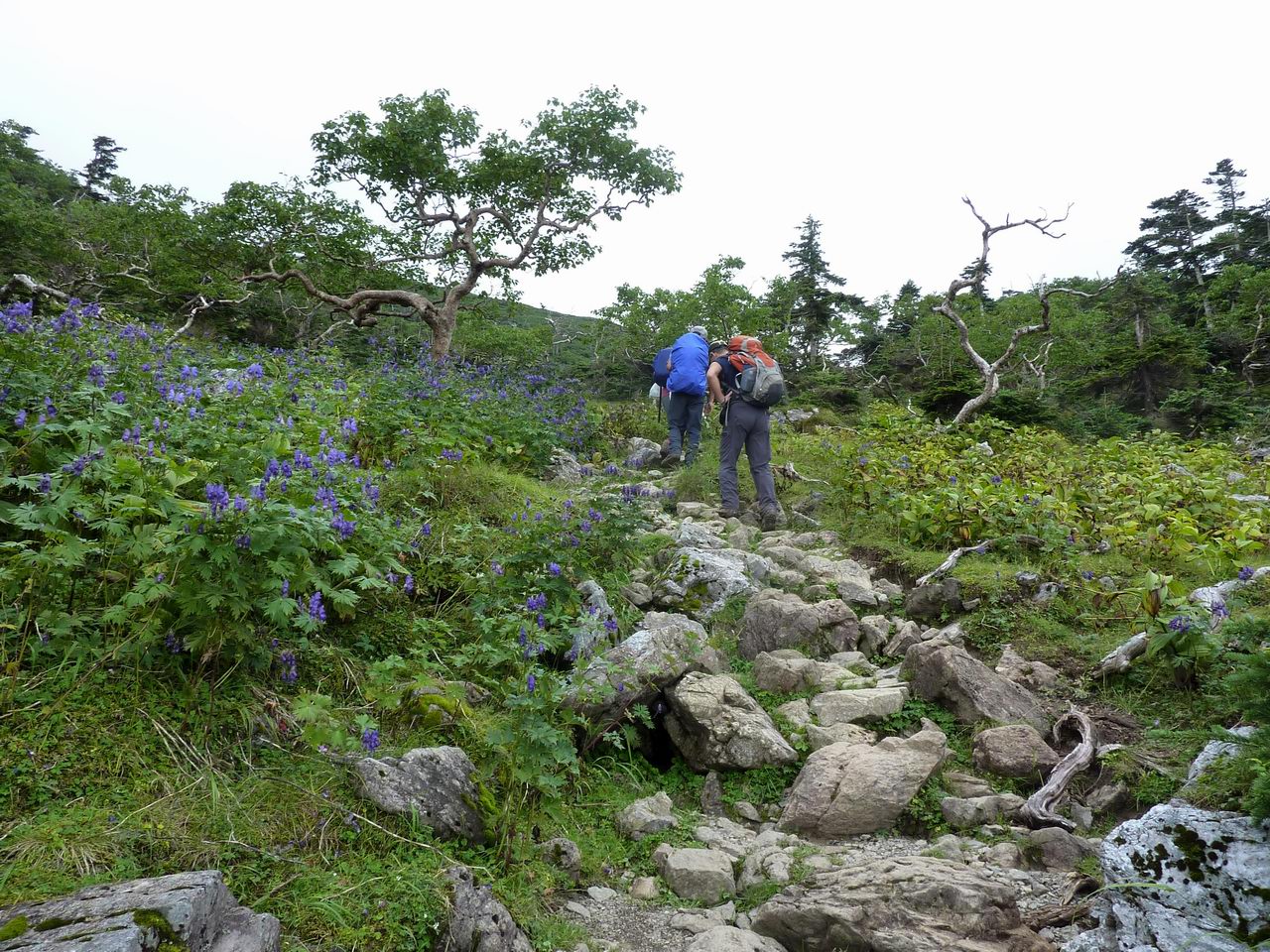 光岳－南アルプス最南部の百名山（初日）_e0110500_2238104.jpg