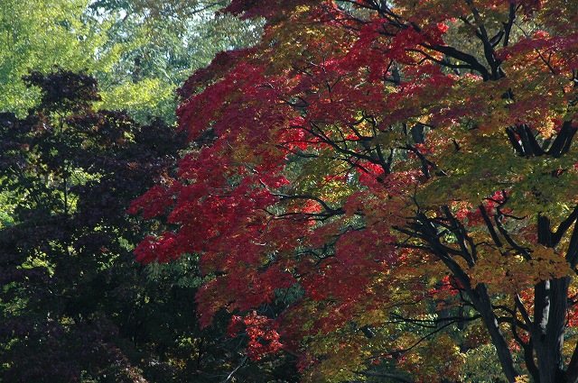 中島公園の紅葉　②_f0157901_2033654.jpg