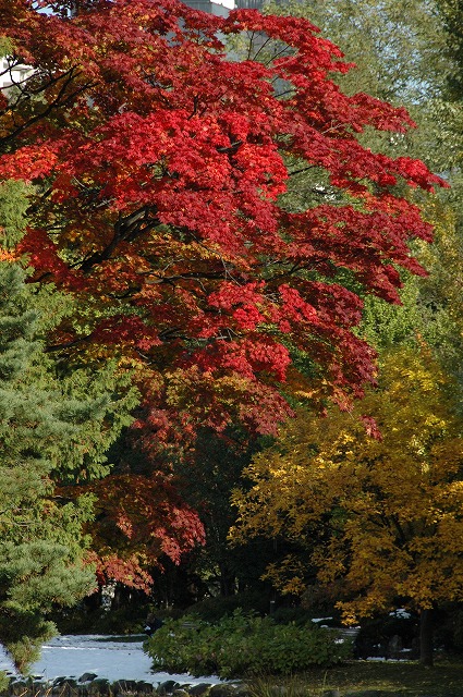 中島公園の紅葉　②_f0157901_2041970.jpg