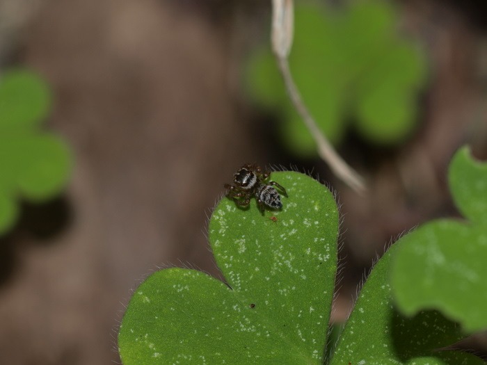 何ハエトリ?_c0116915_23434042.jpg