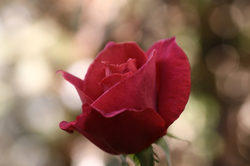 薔薇･･･渋くて好きな薔薇･ブラックティー　その２_b0165522_1452181.jpg