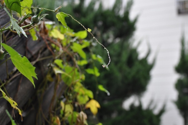 雨のち雨_b0172633_15481524.jpg