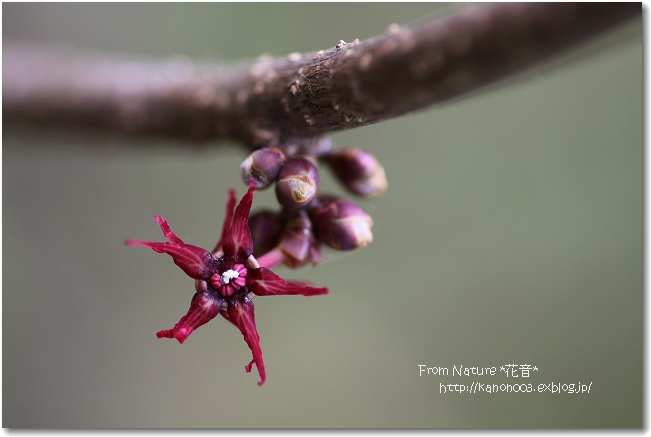 秋を彩る花や実_a0134538_1922319.jpg