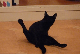 ピラティス猫 ろった編。_a0143140_2041083.jpg