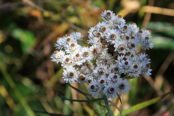 c0155950_934226.jpg
