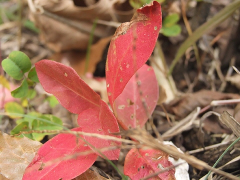 d0019169_189920.jpg