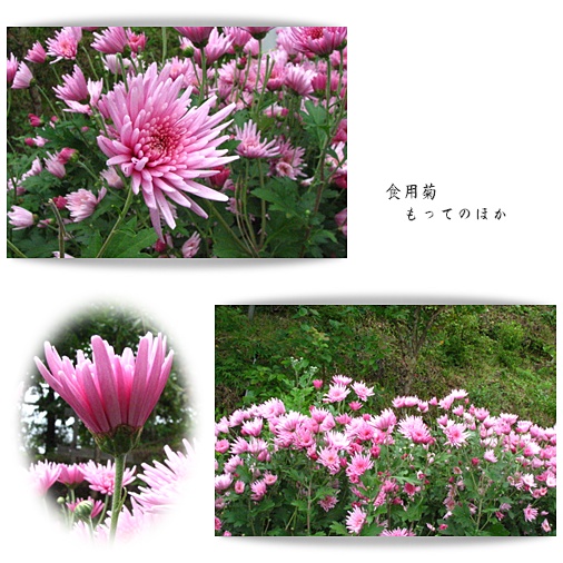 　◇　菊の季節　　　　　　　　　　　　　　　　　　　　　　　2010.10.30_a0126676_1761517.jpg