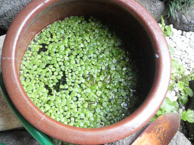 大阪町屋の庭の歳時記_f0052181_2241046.jpg