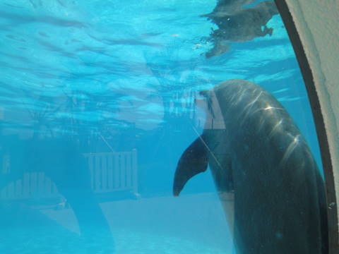 美ら海水族館 4_b0103583_23401371.jpg