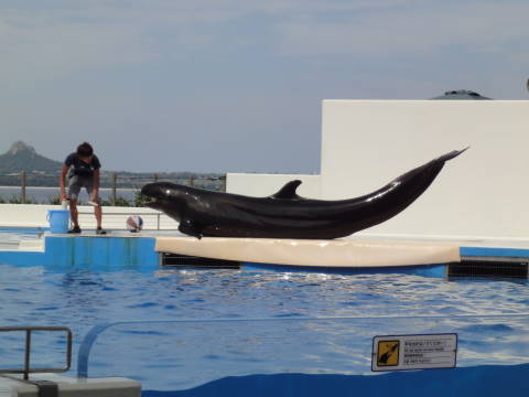 美ら海水族館 4_b0103583_23463829.jpg