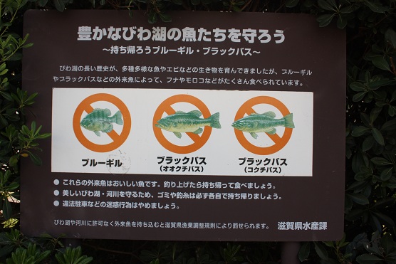 長浜 竹生島 レジにて半額 ブログ版
