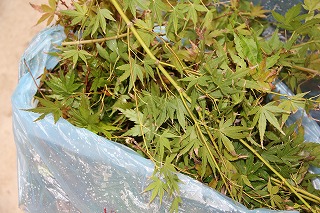 a0123003_23102919.jpg