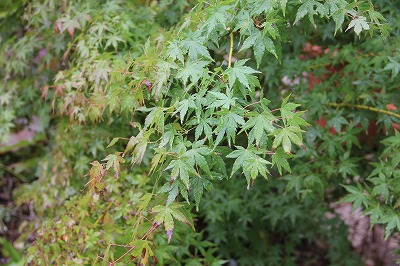 a0123003_23144429.jpg