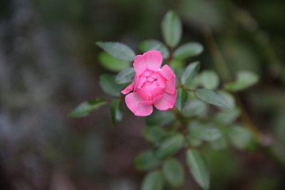 a0123003_2342687.jpg