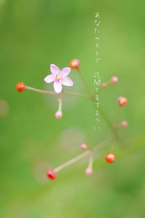 小さな小さな恋の花_e0125305_7384542.jpg