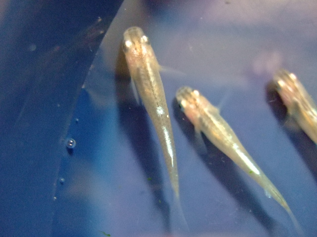 f0152308_2022363.jpg
