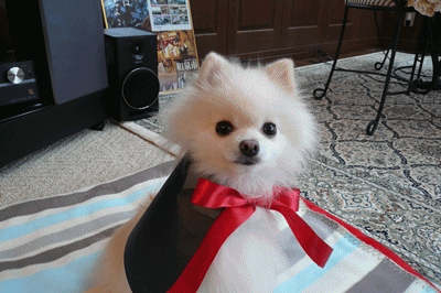 b0167519_11411332.gif