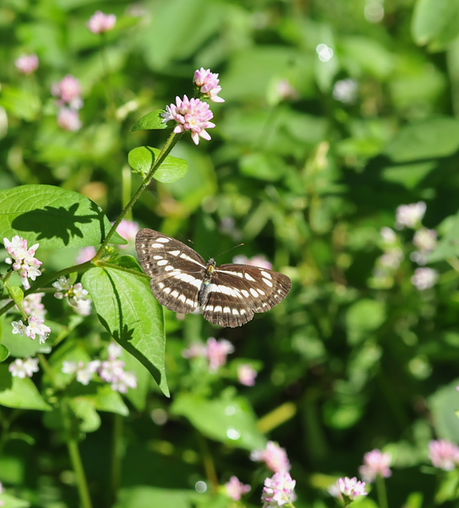 幼虫ほか「コミスジ」編　in埼玉県中部201011～24　_a0126632_714271.jpg