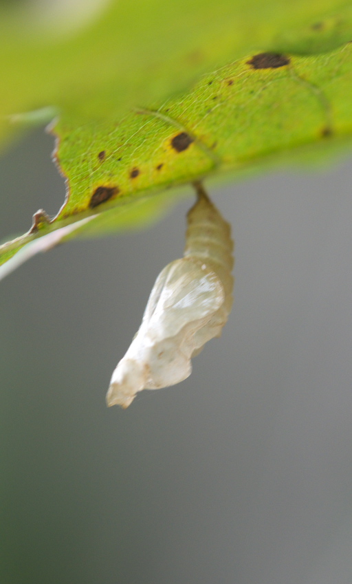 幼虫ほか「コミスジ」編　in埼玉県中部201011～24　_a0126632_7261731.jpg