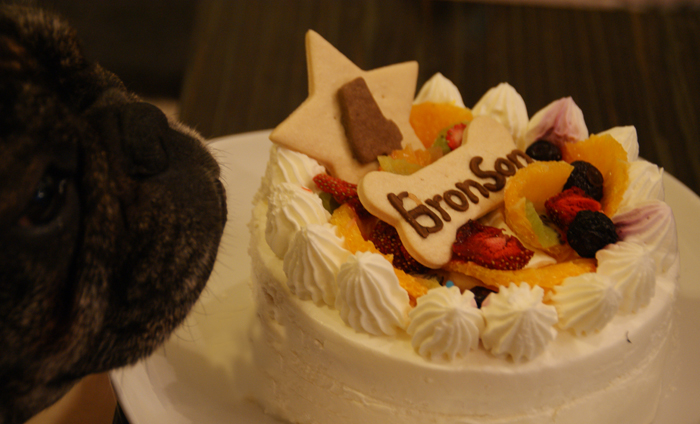 4th Happy birthday, Bronson☆∮。・。・★。・。☆・∮。・★・。_d0016636_0442417.jpg