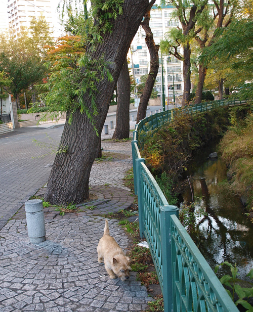 初雪間近の札幌とニセコ( 2010.10.22〜24)　その3_c0147548_11143370.jpg