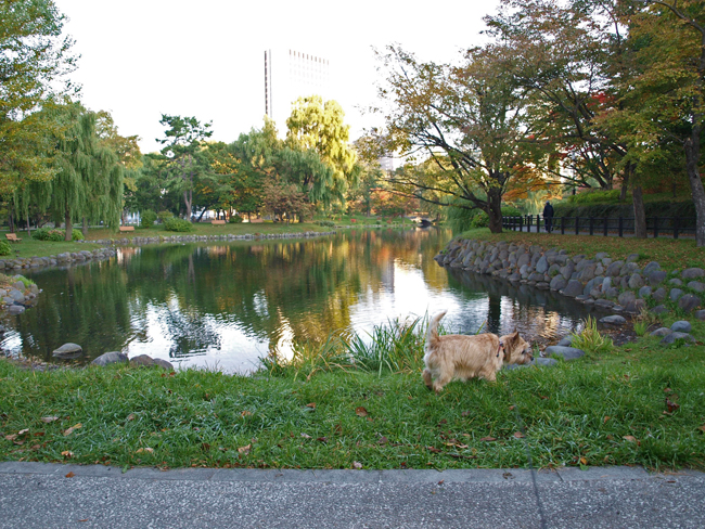 初雪間近の札幌とニセコ( 2010.10.22〜24)　その3_c0147548_11181722.jpg