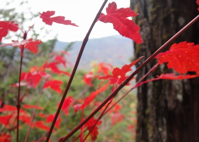 　＜2010年１０月23－24日＞上信越国境「佐武流山」からの大ﾊﾟﾉﾗﾏ＆紅葉_c0119160_18462649.jpg