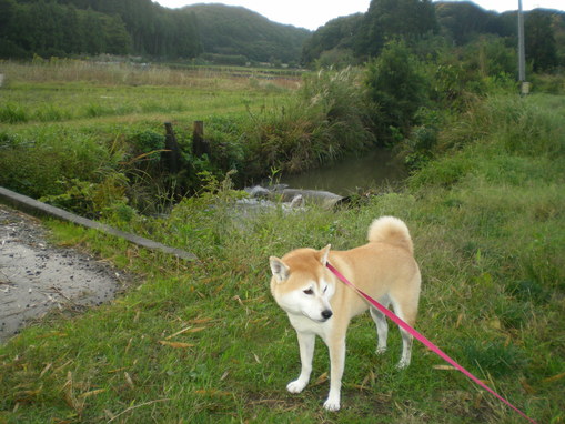 2010年10月31日(日)トスカーナ、天空の町チヴィタへ②_f0060461_14562982.jpg