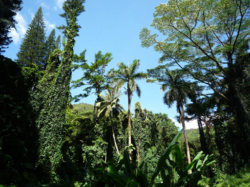 e0190984_12363028.jpg
