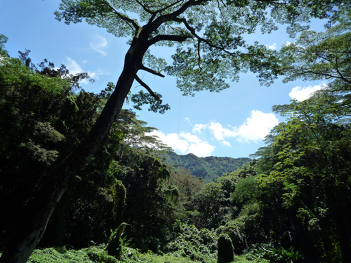 マノア地区でマイナスイオンと山の神様を独り占め_e0190984_12391141.jpg