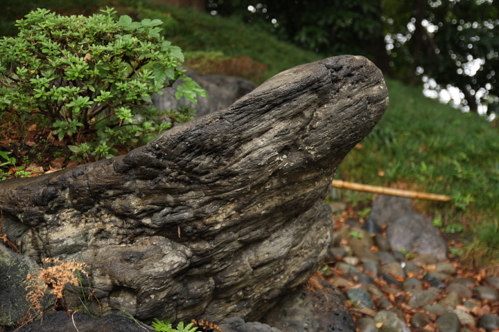 「　I am a ROCK 」　清澄庭園　雨と銘石_f0164989_8153872.jpg