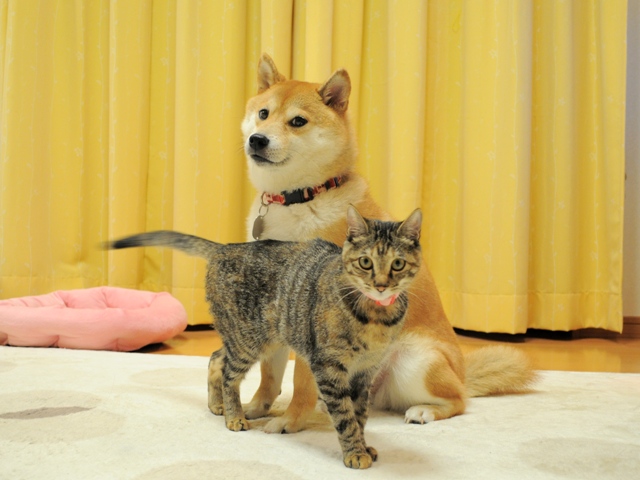 つーちゃん、おかえり!!_a0126590_844733.jpg