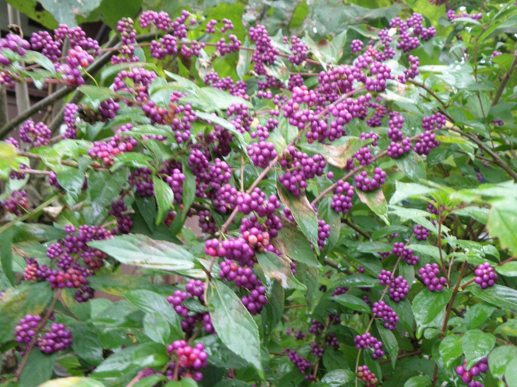 少しだけ紅葉、幽玄の高尾山　2010/10/28　曇後雨　単独_c0134193_8433928.jpg