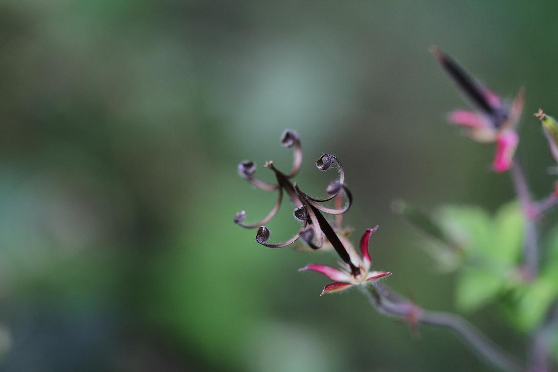 花言葉は 強い心 ミコシグサ そよ風のつぶやき