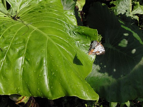 ぐんま昆虫の森（4）_a0117305_231229100.jpg