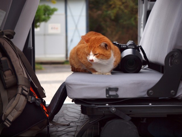 猫は眠いのだ_e0074308_21103633.jpg