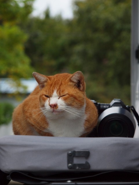 猫は眠いのだ_e0074308_21161866.jpg