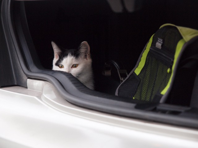 猫は眠いのだ_e0074308_21224447.jpg